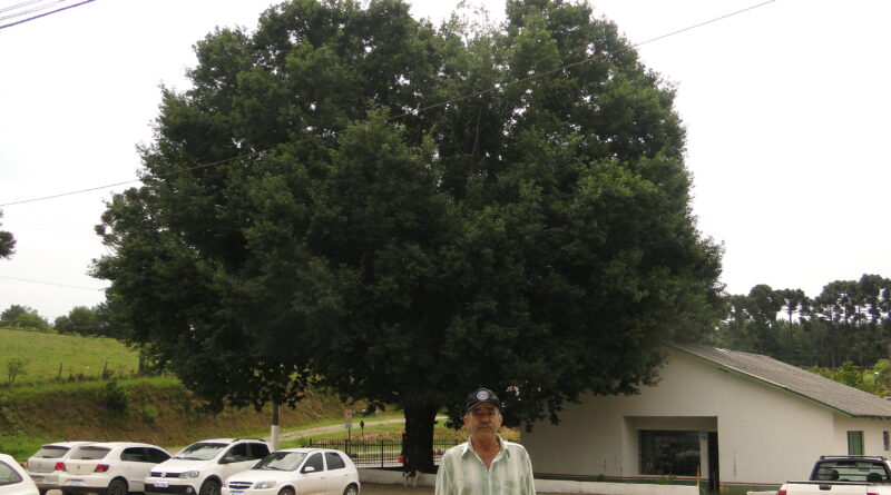 Tião Coeio e o Carvalho.